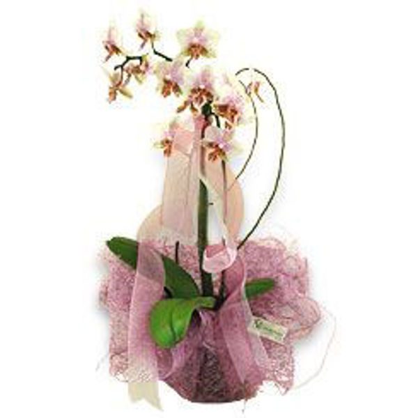 Picture of phalaenopsis "ar"