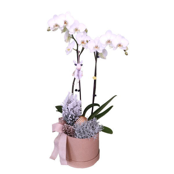 Imagem de phalaenopsis em festa