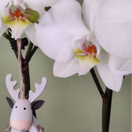 Imagem de phalaenopsis em festa