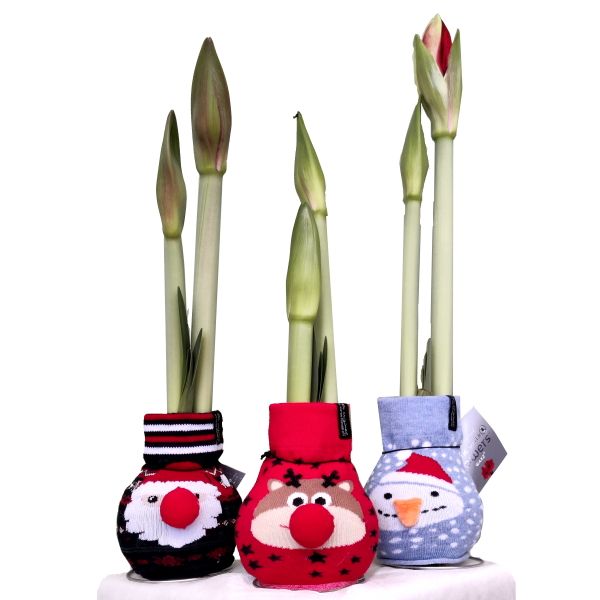 Imagem de NoWaterFlowers®